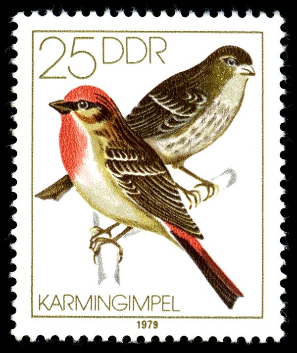 Common Rosefinch (Carpodacus erythrinus)