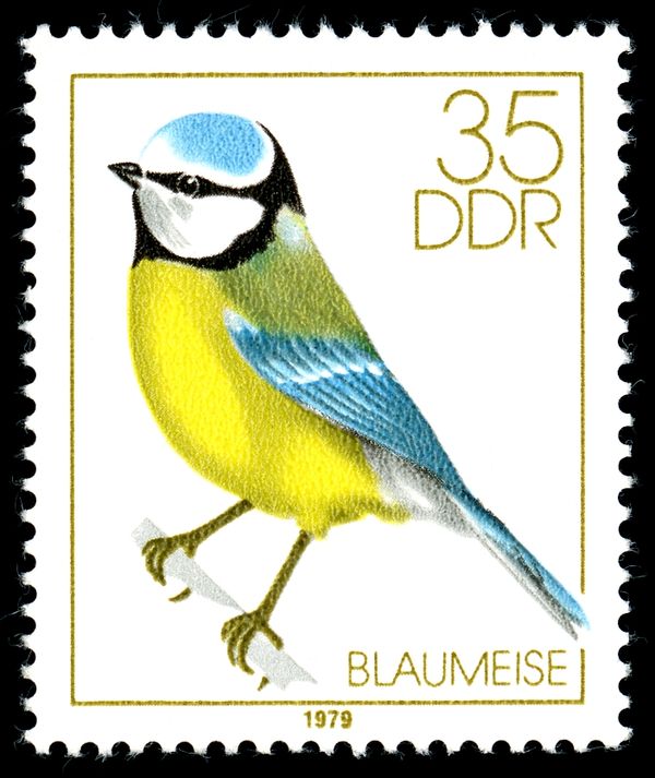 Eurasian Blue Tit (Parus caeruleus)