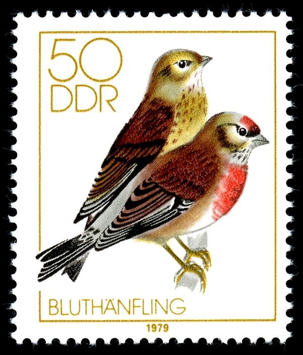 Common Linnet (Acanthis cannabina)