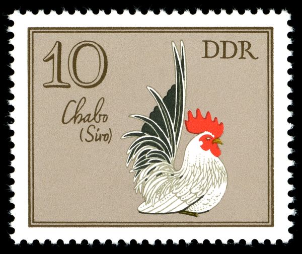 Chabo Siro (Gallus gallus domesticus)