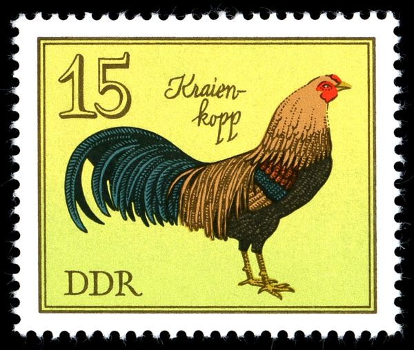 Kraienkopp (Gallus gallus domesticus)