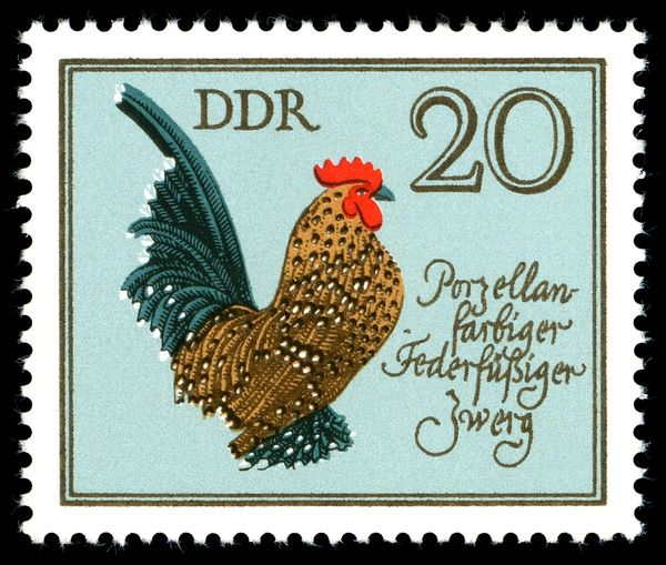 Porzellanfarbiger federfüßiger Zwerg (Gallus gallus domestic