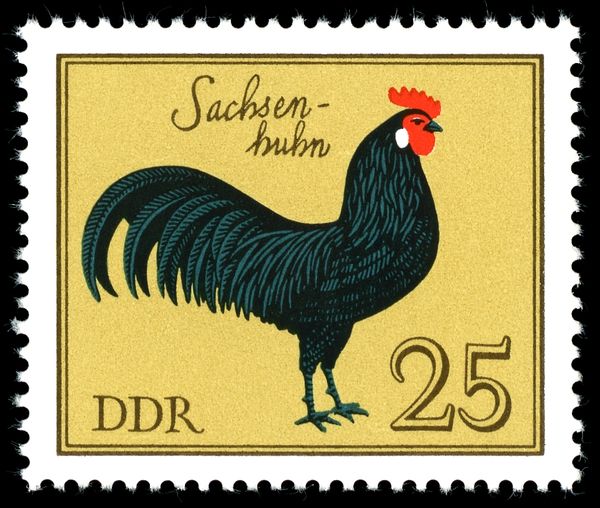 Sachsenhuhn (Gallus gallus domesticus)