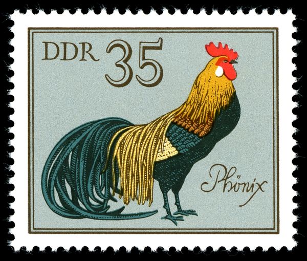 Phoenix (Gallus gallus domesticus)