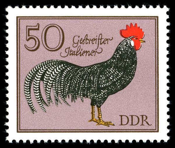 Striped Italian (Gallus gallus domesticus)