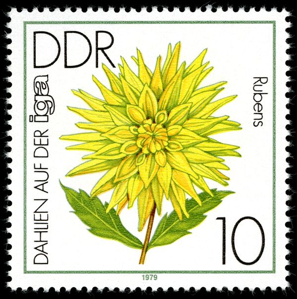 Semi-Cactus Dahlia "Rubens"