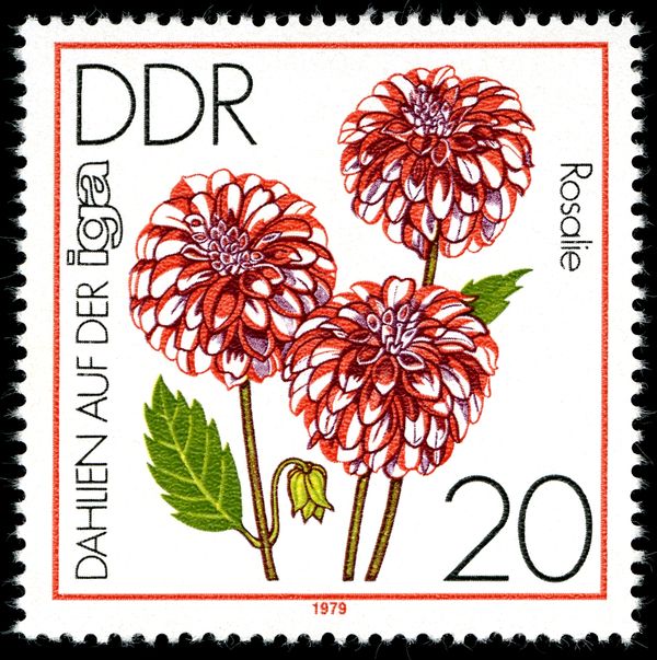 Ball Dahlia "Rosalie"