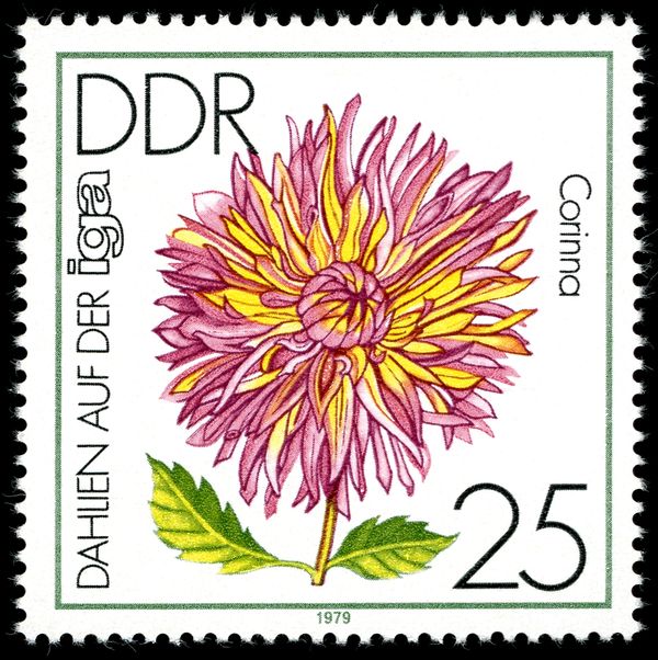 Deer Antler Dahlia "Corinne"