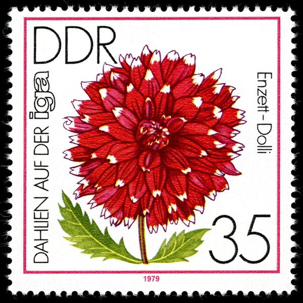 Jewelry Dahlia "Enzett-Dolli"