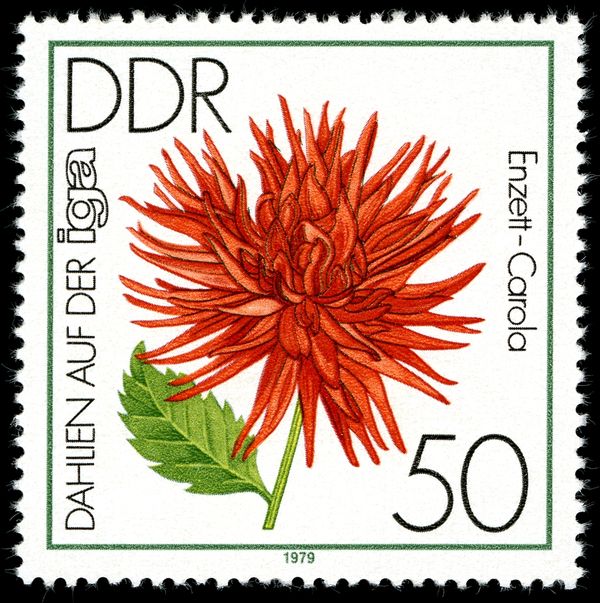 Cactus Dahlia 'Enzett-Carola"