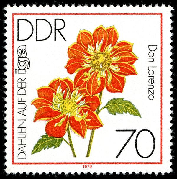 Ruffs Dahlia "Don Lorenzo"