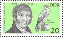 Johann Friedrich Naumann (1780-1857), Lesser Kestrel (Falco 