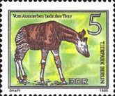 Okapi (Okapia johnstoni)