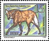 Maned Wolf (Chrysocyon brachyurus)