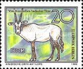 Arabian Oryx (Oryx leucoryx)