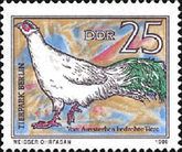 White-eared Pheasant (Crossoptilon crossoptilon drouynii)