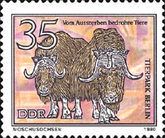 Muskox (Ovibos moschatus)