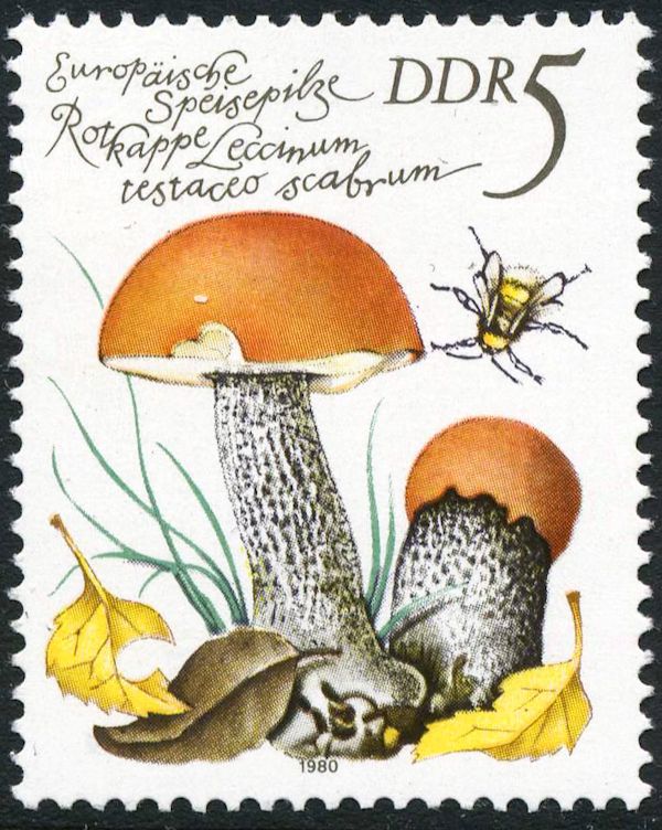 Red Cap (Leccinum testaceo scabrum)