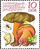 Boletus erythropus