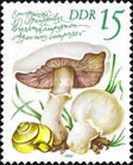 Agaricus campestris