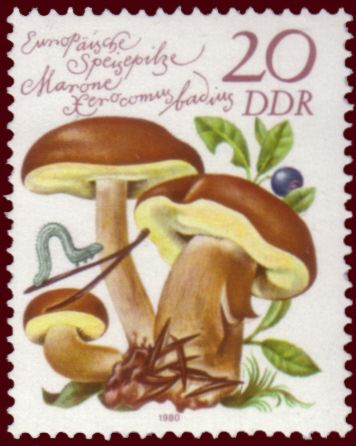 Marone (Xerocomus badius)