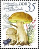 Cep (Boletus edulis)