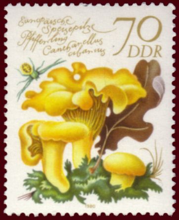Chanterelle (Cantharellus cibarius)