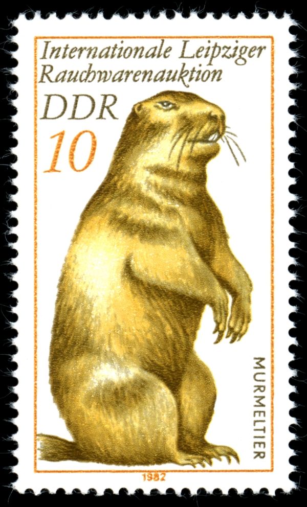 Bobac Marmot (Marmota bobac)