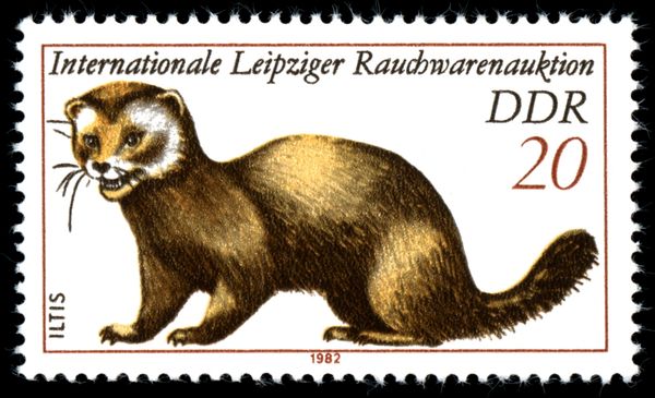 European Polecat (Mustela putorius)