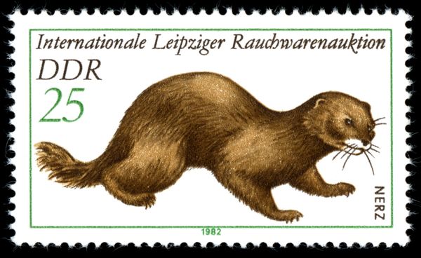 European Mink (Mustela lutreola)