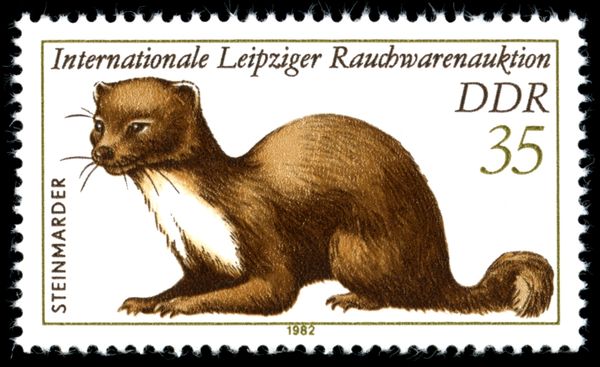 Stone Marten (Martes foina)