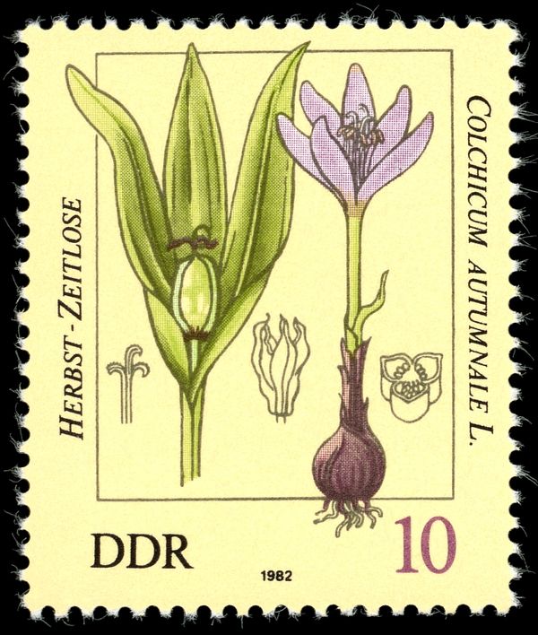 Colchicum autumnale