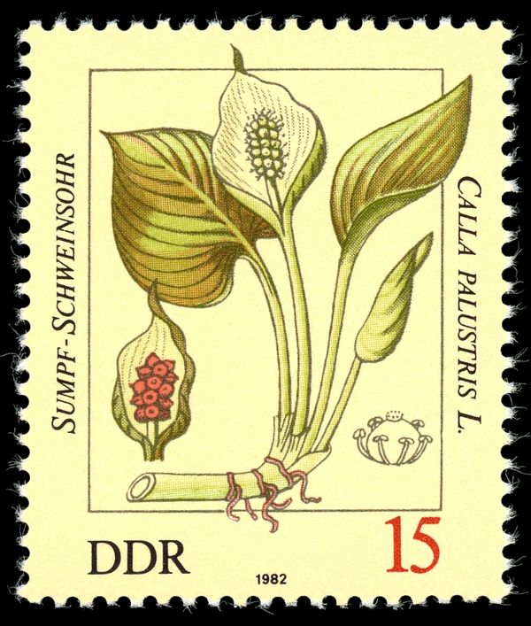 Calla palustris