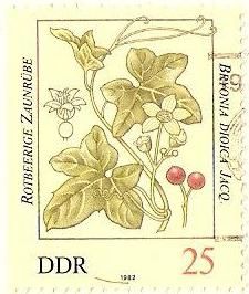 Bryonia dioica