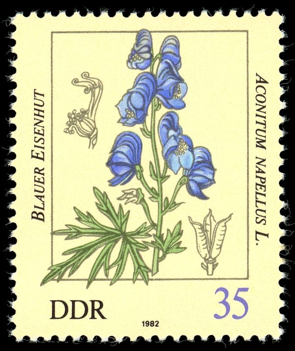 Aconitum napellus