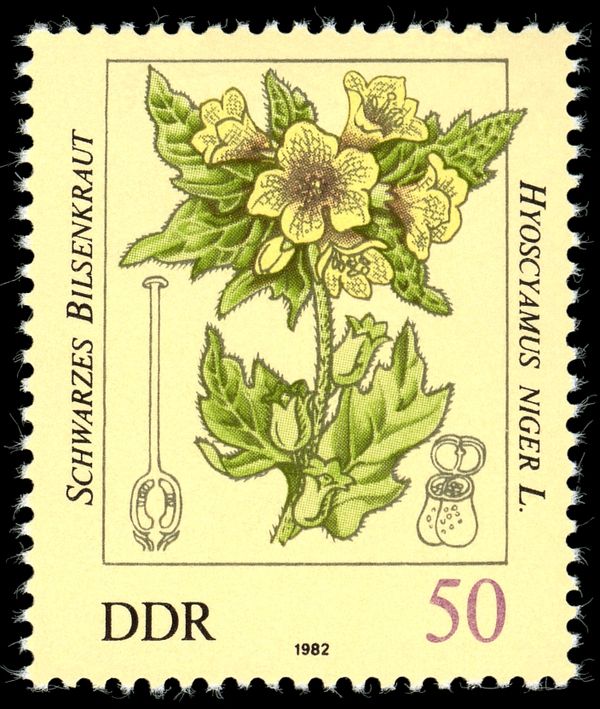 Hyoscyamus niger
