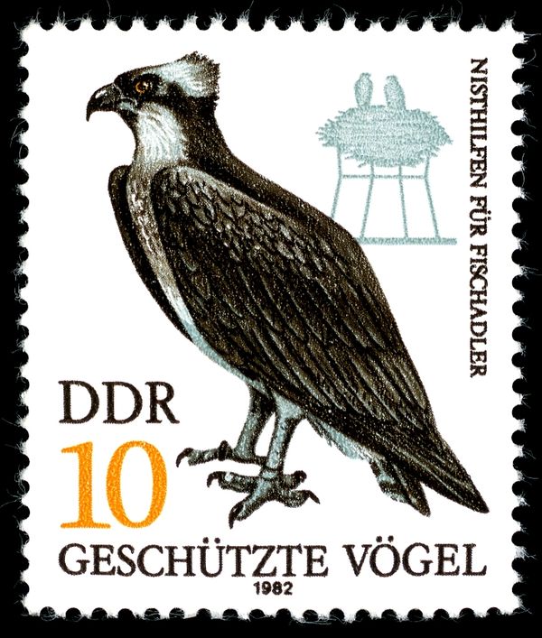Osprey (Pandion haliaetus)