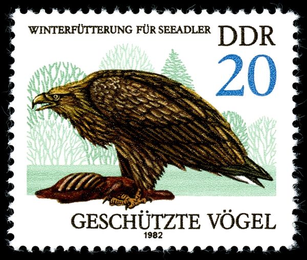 White-tailed Eagle (Haliaeetus albicilla)