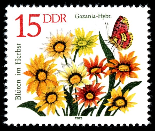 Gazania