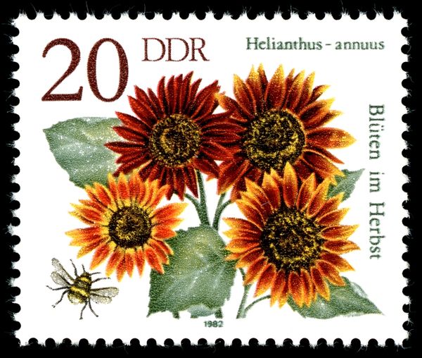 Sunflower (Helianthus annuus)
