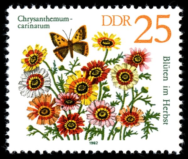 Painted Daisy (Chrysanthemum carinatum)