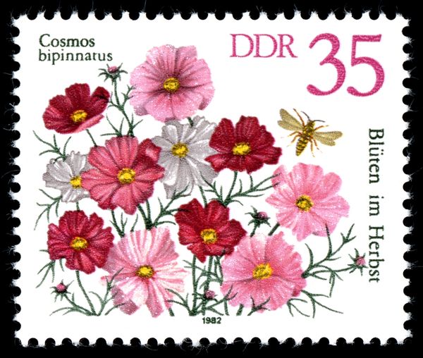 Garden Cosmos (Cosmos bipinnatus)