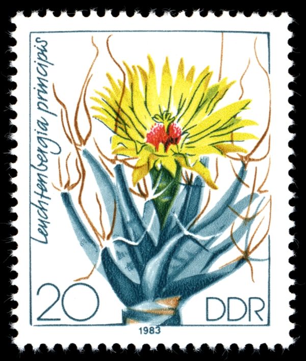 Leuchtenbergia principis