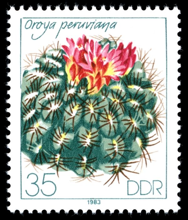 Oroya peruviana