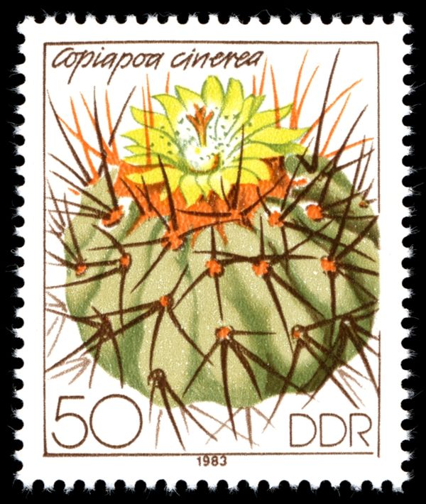 Copiapoa cinerea