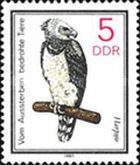 Harpy Eagle (Harpia harpyja)