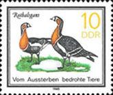 Red-breasted Goose (Branta ruficollis)
