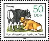 Banteng (Bos javanicus)