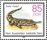 False Gharial (Tomistoma schlegelii) 