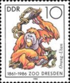 Sumatran Orangutan (Pongo pygmaeus abelii)